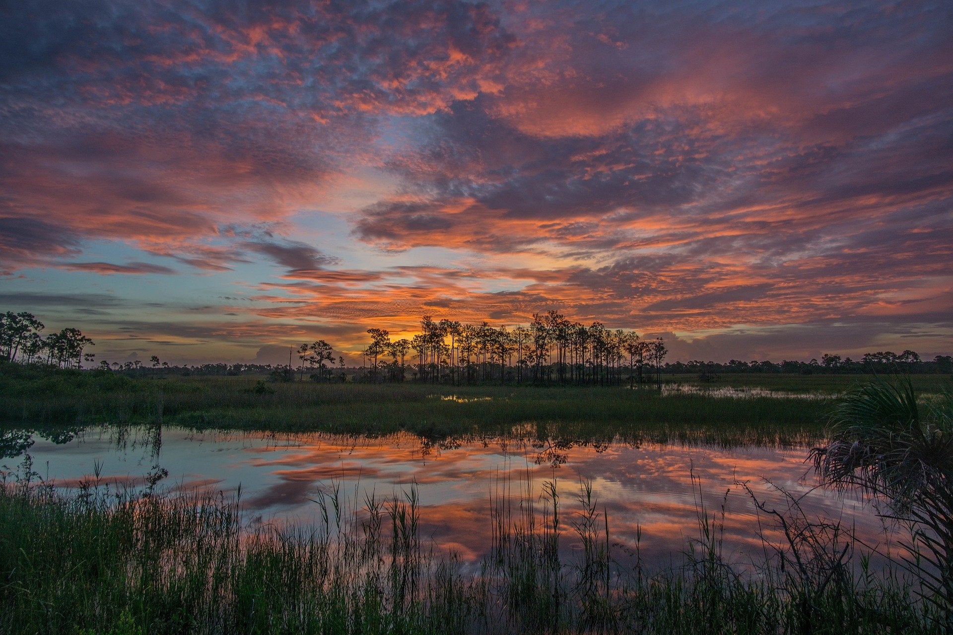 Meet the Marsh: Definition & Types - State Parks Blogs