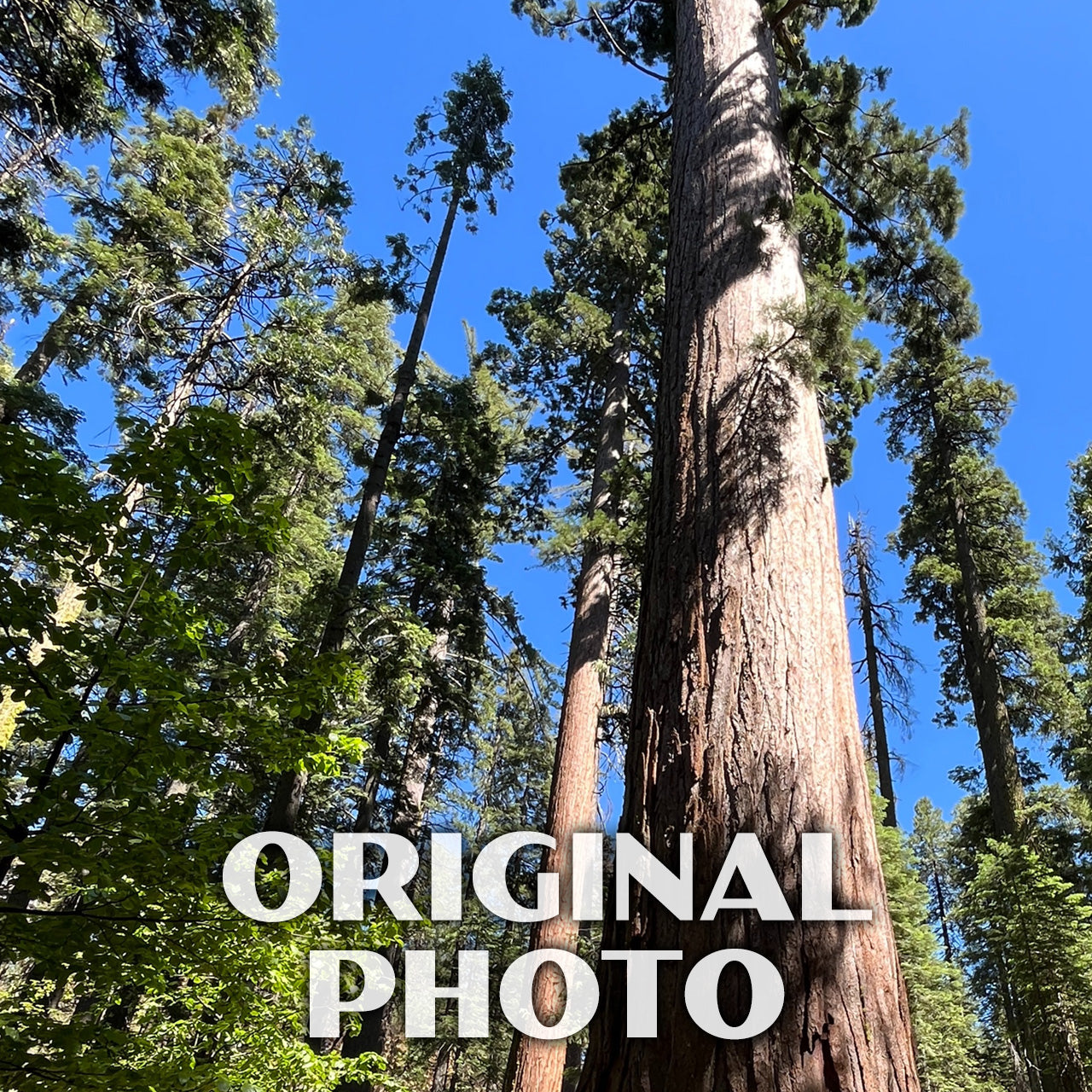 Calaveras Big Trees State Park Poster-WPA (Giant Sequoias)