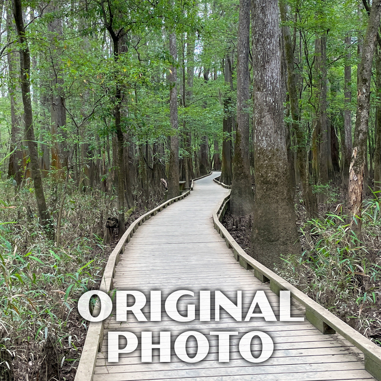 Congaree National Park Poster - WPA (Low Boardwalk)