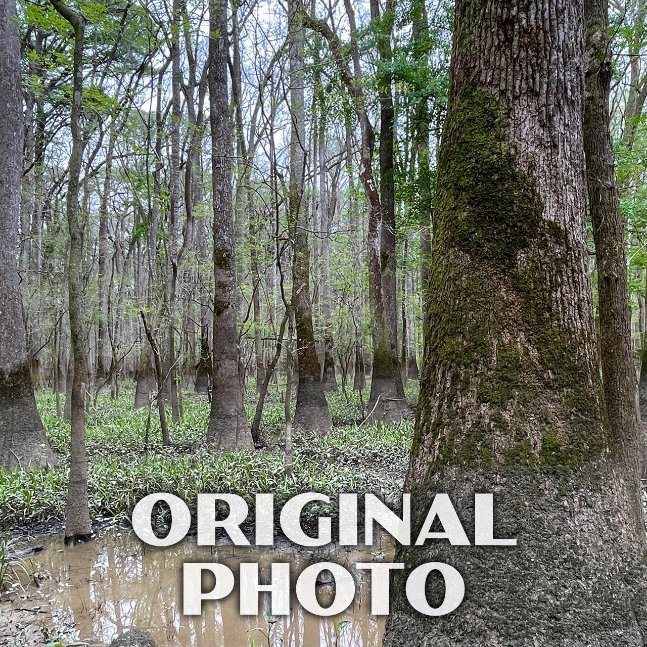 Congaree National Park Poster - WPA (Tupelos)