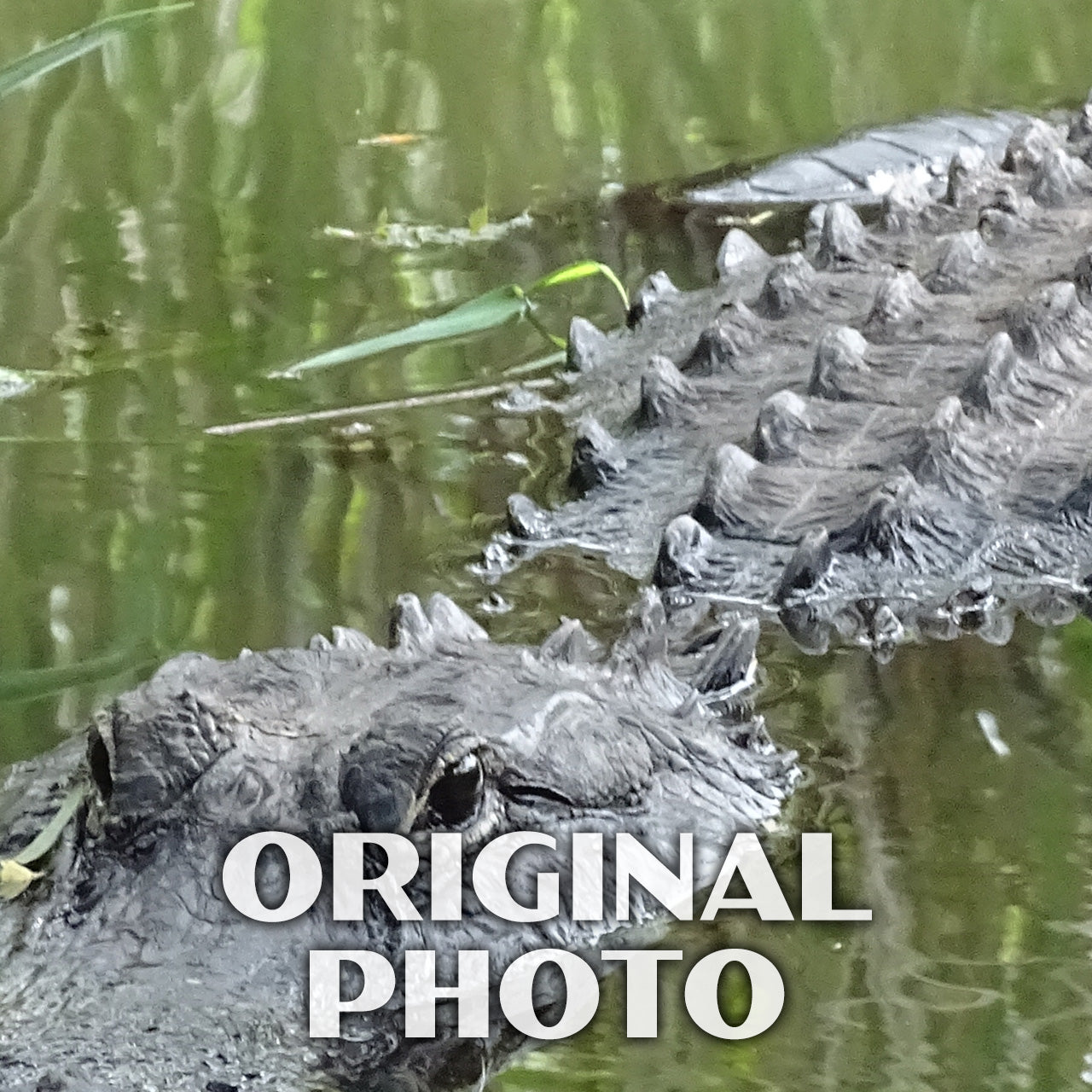 Everglades National Park Poster-WPA (Alligator)