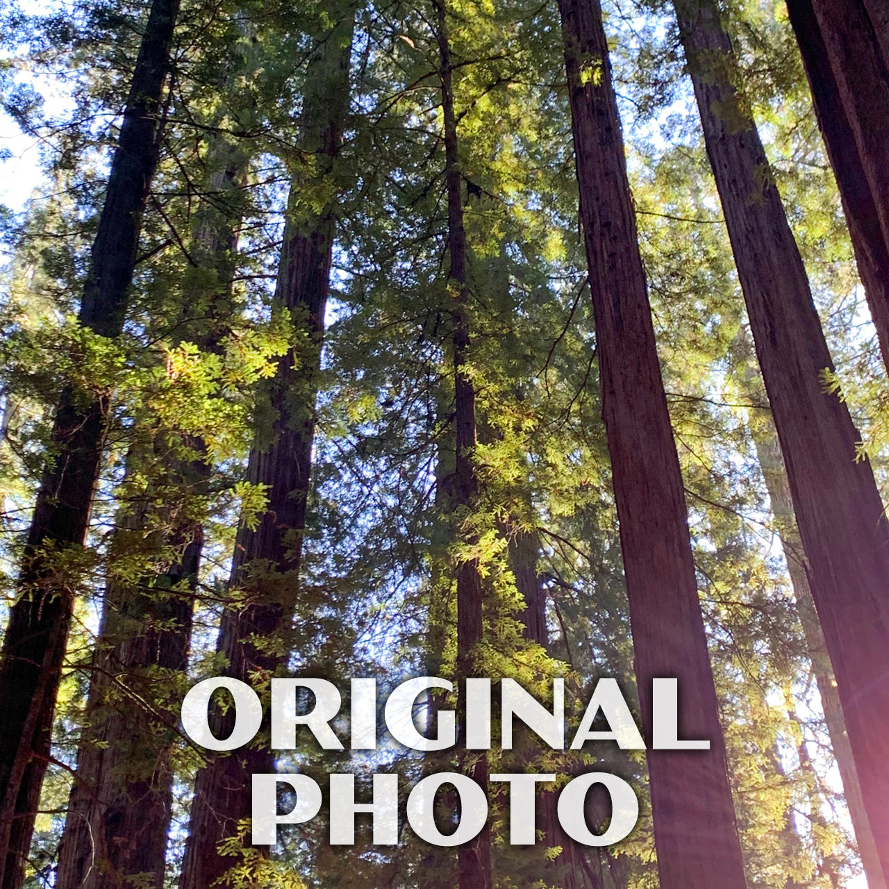 Humboldt Redwoods State Park Poster-WPA (Rockefeller Forest with Sun)