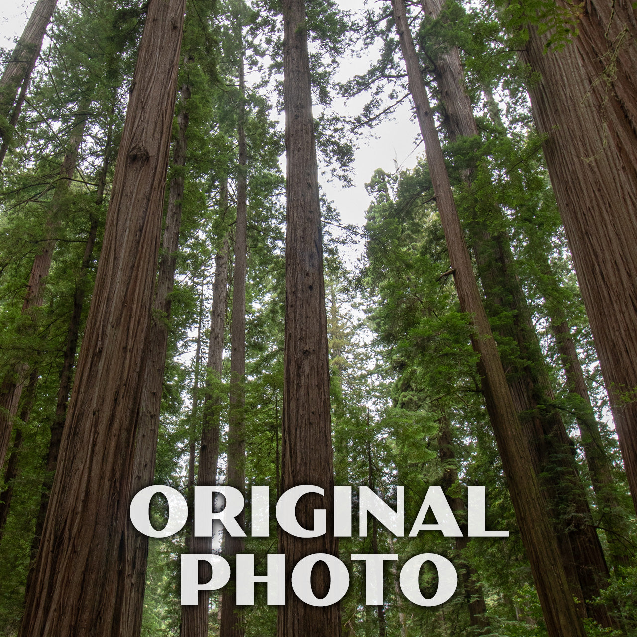 Redwood National Park Poster-WPA (Tall Trees)